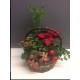 Planted Christmas Basket