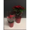 Poinsettia Plants