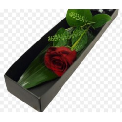 Boxed Single stemmed Red Rose
